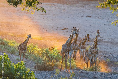Giraffe herd in the last rays of sunlight