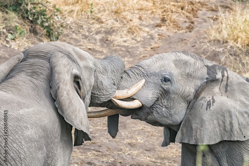 фотографія Two african elephants testing their strength in a tussle