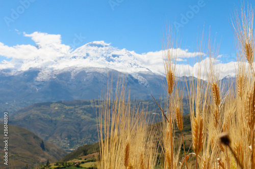 Nevado Andino en Perú con un campo de trigo photo