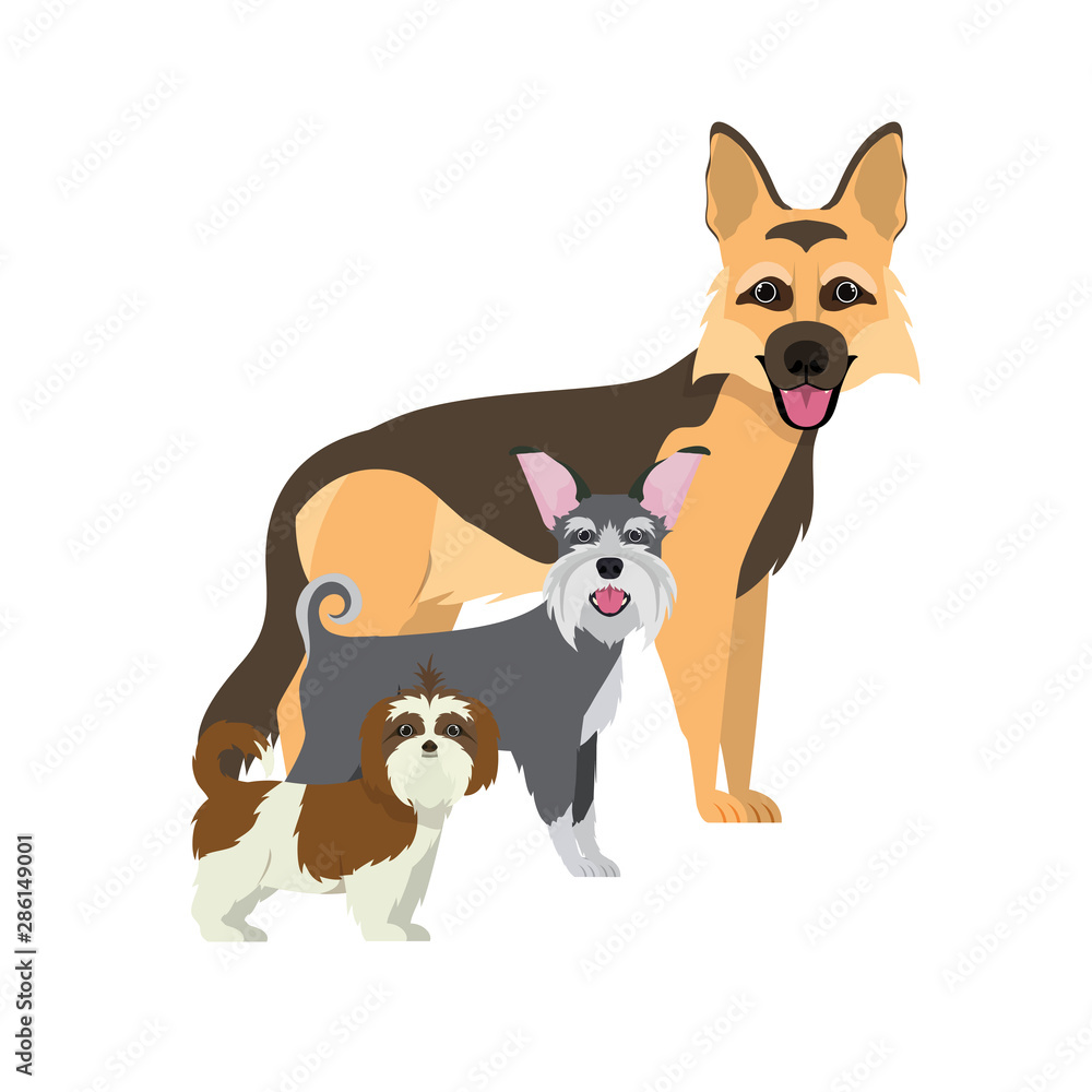 set of adorable dogs on white background set of adorable dogs on white background