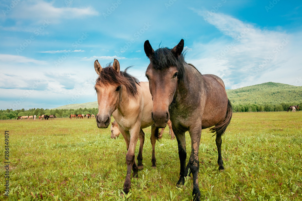 Fototapeta premium Beautiful brown horses on a farm