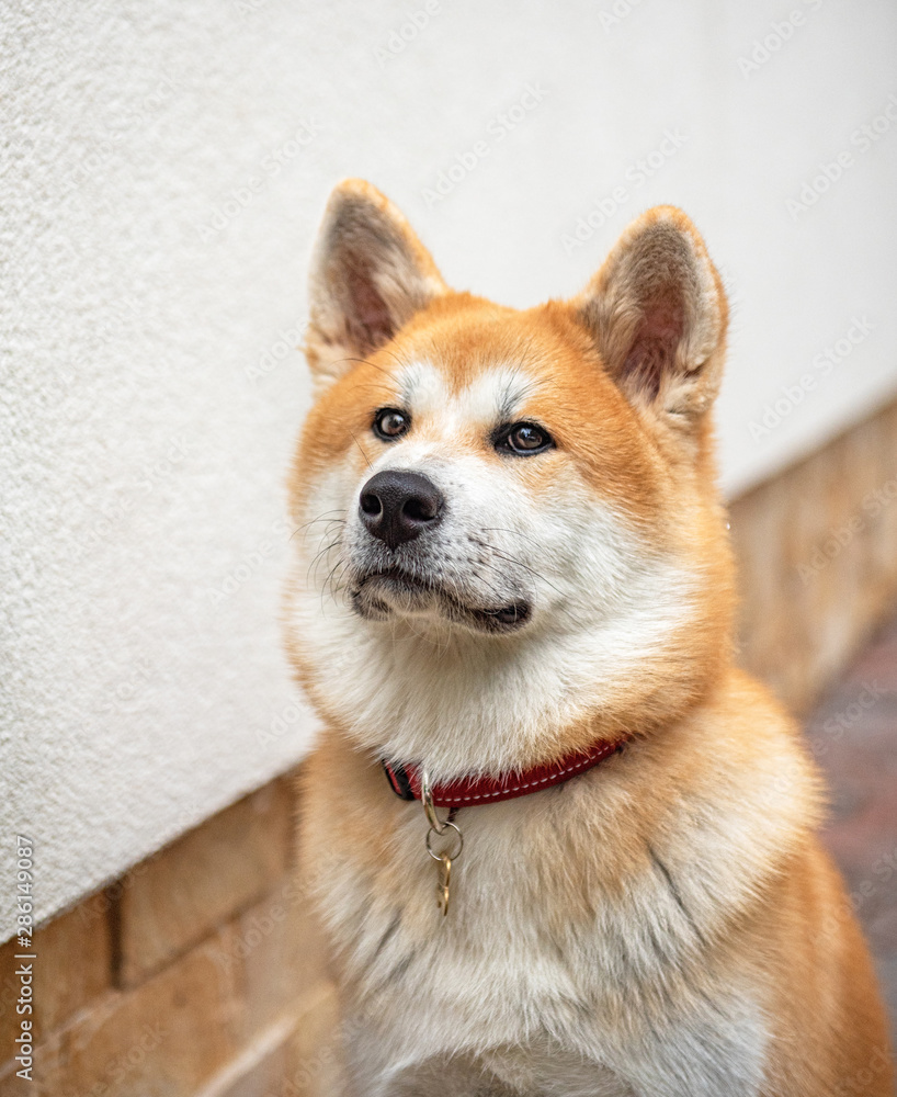 Young akita female dog portrait