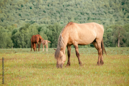Beautiful brown horses on a farm