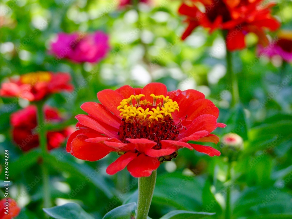 red flower in garden