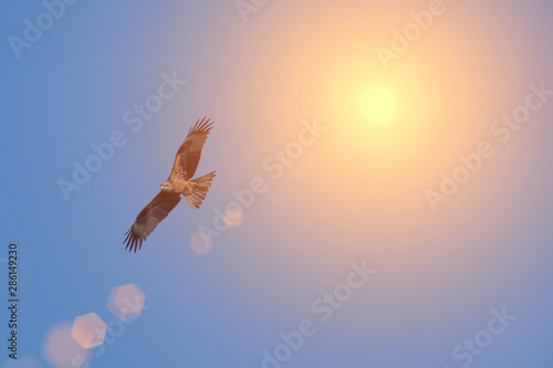 Eagle flying in the blue sky © Stanislaw Mikulski
