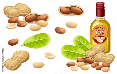 Set peanut oil, seed and leaf. Isolated vector illustration on white background.
