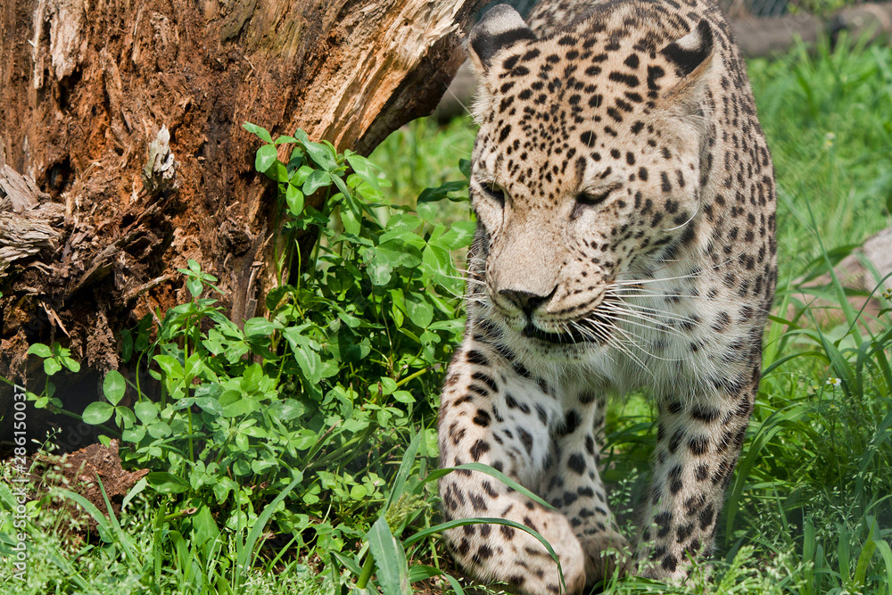 Fototapeta premium leopard portrait in green grass