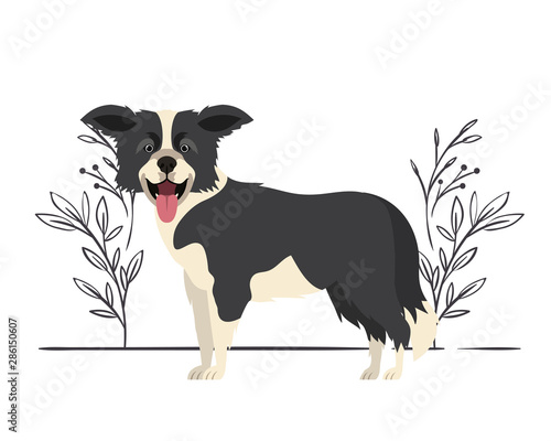 Fototapeta Naklejka Na Ścianę i Meble -  cute border collie dog on white background