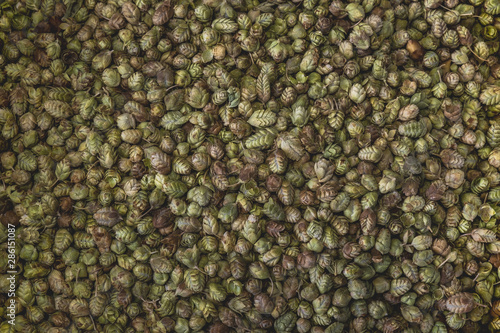 Thyme or Oregano