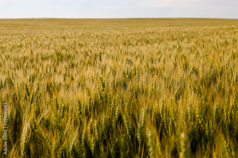Close up of wheat in the Alberta countryside Close up of wheat in the Alberta countryside