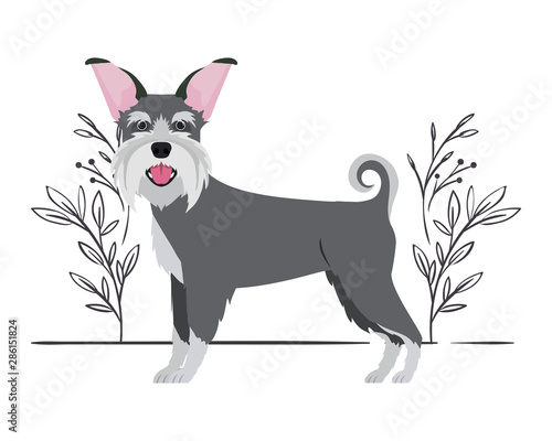 cute schnauzer dog on white background