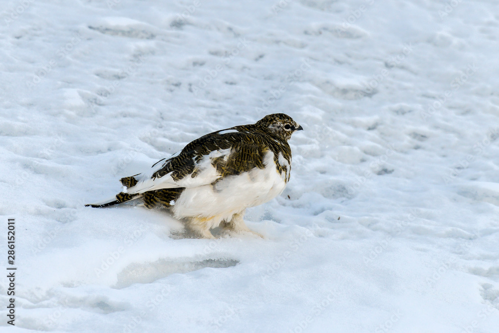 Obraz premium Lagopède alpin, femelle, .Lagopus muta, Rock Ptarmigan