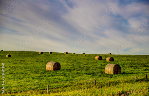 Hay bales in the rural Alberta countryside