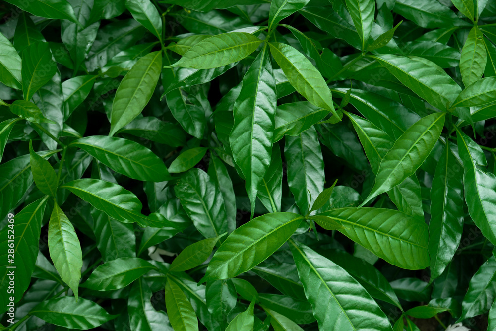 Natural green leafs background, close up. Natural green leafs background, close up.