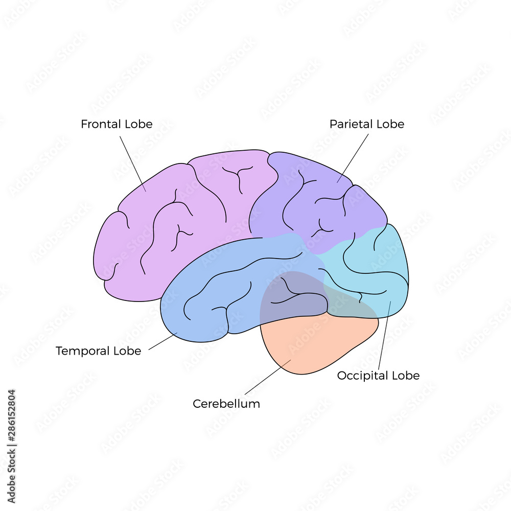 Vetor de Vector illustration of human brain anatomy do Stock | Adobe Stock