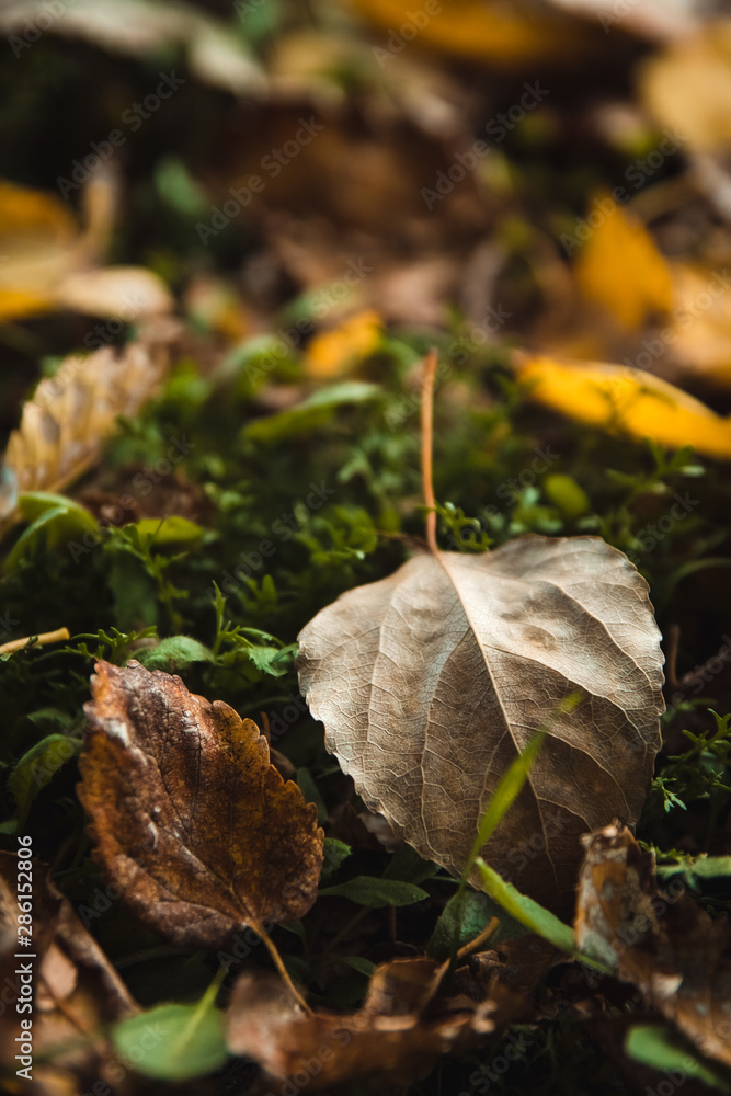 Beautiful fading yellow leaves. Autumn forest or park natural landscape close up. Warm september weather. Beautiful fading yellow leaves. Autumn forest or park natural landscape close up. Warm september weather.