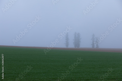Foggy morning in the vast land