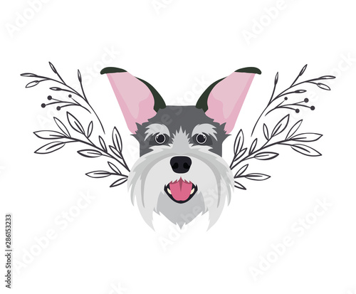 head of cute schnauzer dog on white background