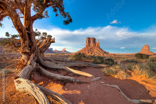 Juniper growing in Monument Valley, Arizona, USA