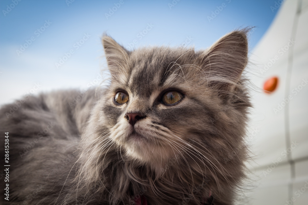 Fototapeta premium A cute little pet cat that is naughty.