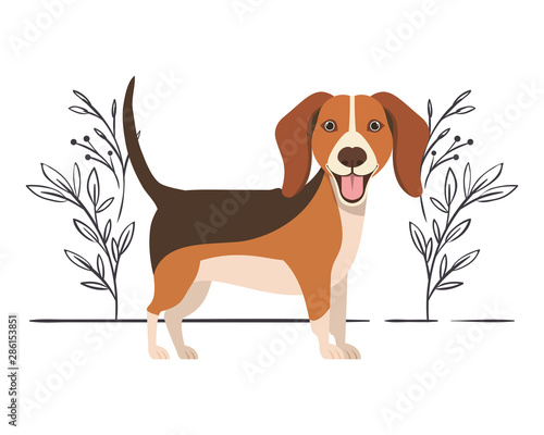 cute beagle dog on white background