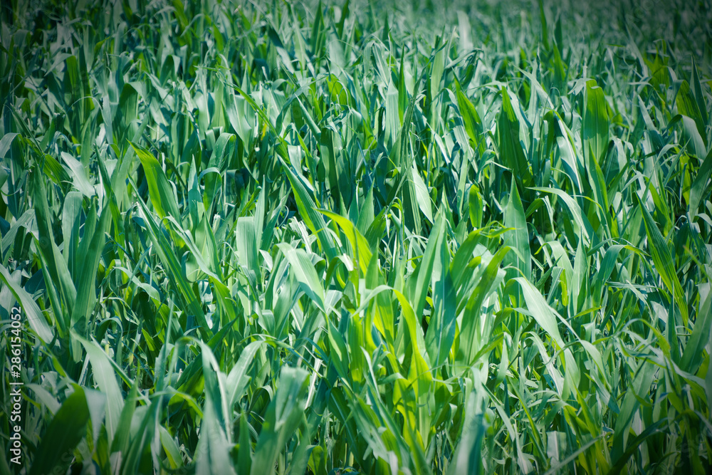 Obraz premium Corn grown in farmland, green cornfield, field of harvest