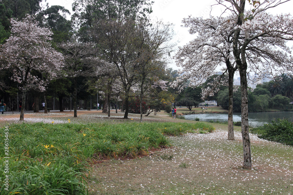 Ibirapuera