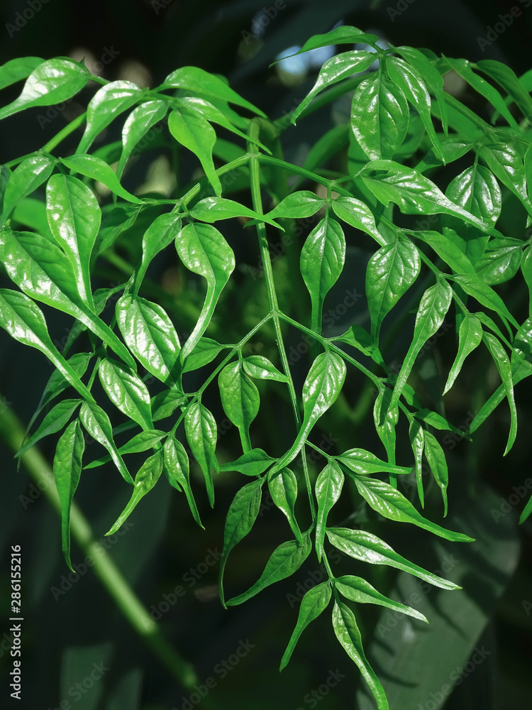 Obraz premium green leaves on background, close up