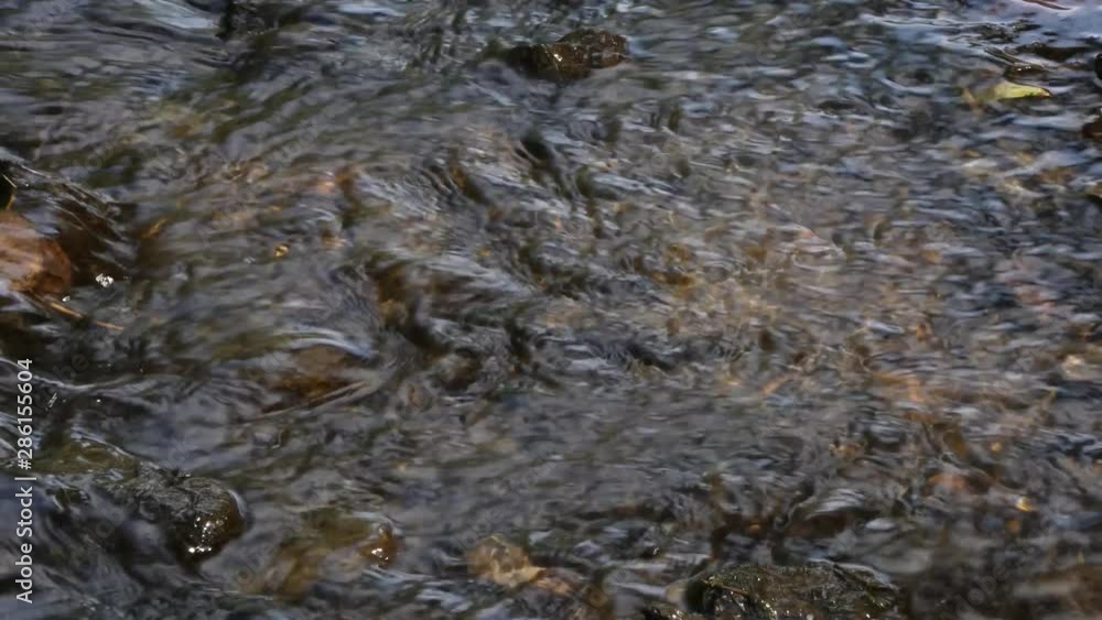 crystal clear water flowing in the stream in the shade of large trees and glowing in the sun crystal clear water flowing in the stream in the shade of large trees and glowing in the sun