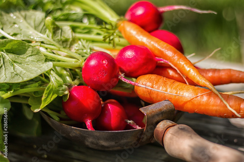 freshly harvested radishes and carrots in a plate on wooden background close-up