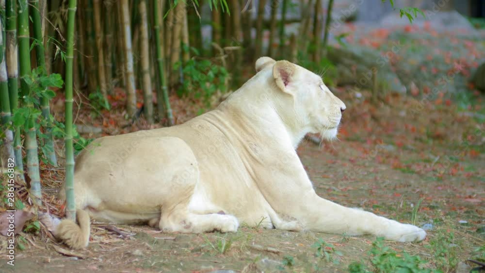 Light brown female lion is laying in shadow on a ground near bamboo trees Light brown female lion is laying in shadow on a ground near bamboo trees