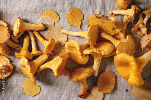 Forest chanterelle mushrooms, raw uncooked, with yellow autumn leaves over grey linen table cloth as background. Flat lay,