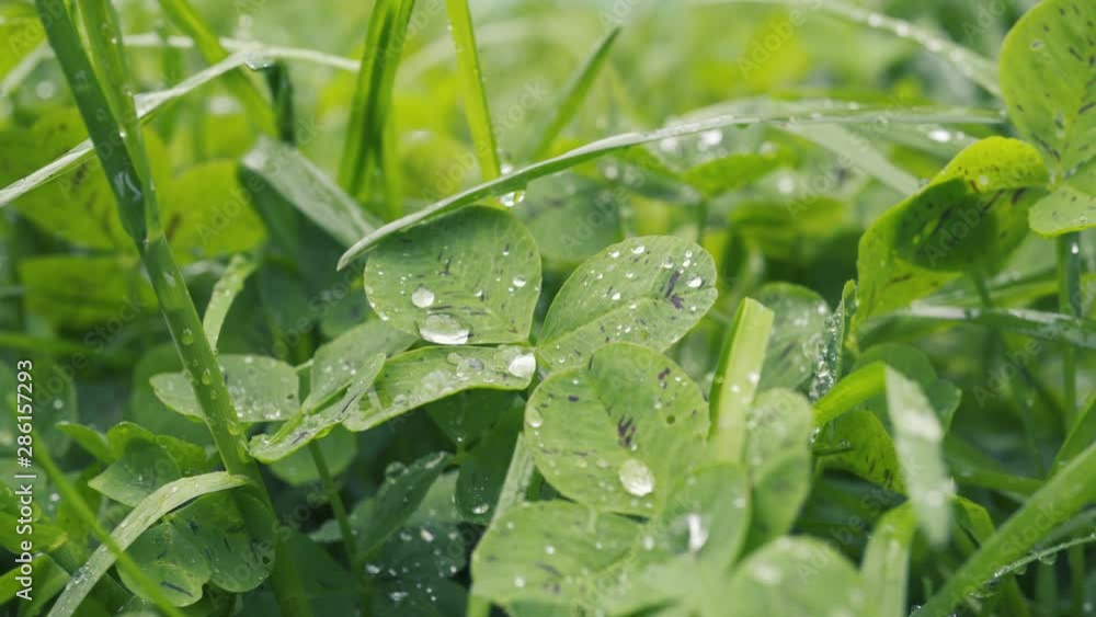 Young grass in spring. Freshness and coolness of early morning. Water drops on grass. Young grass in spring. Freshness and coolness of early morning. Water drops on grass.