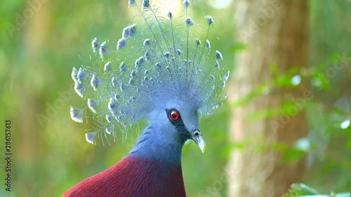 Close up view of a head of victoria crowned pigeon in tropical forest with green blurred background
