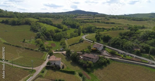 Vine agriculture in Beaujolais, France