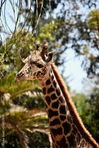 Giraffe Portrait 4 © Samantha