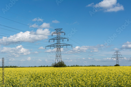 Electicity lines towers on filed of blooming rapeseed