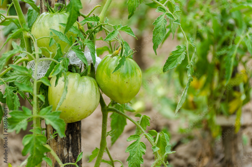 Unripe green tomatoes growing in the grandmother garden.