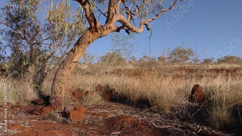 Panoramic view of landscape of outback Australia in the Pilbara, Western Australia, with white gum trees, mountains, bushland, sunny blue sky as background.
