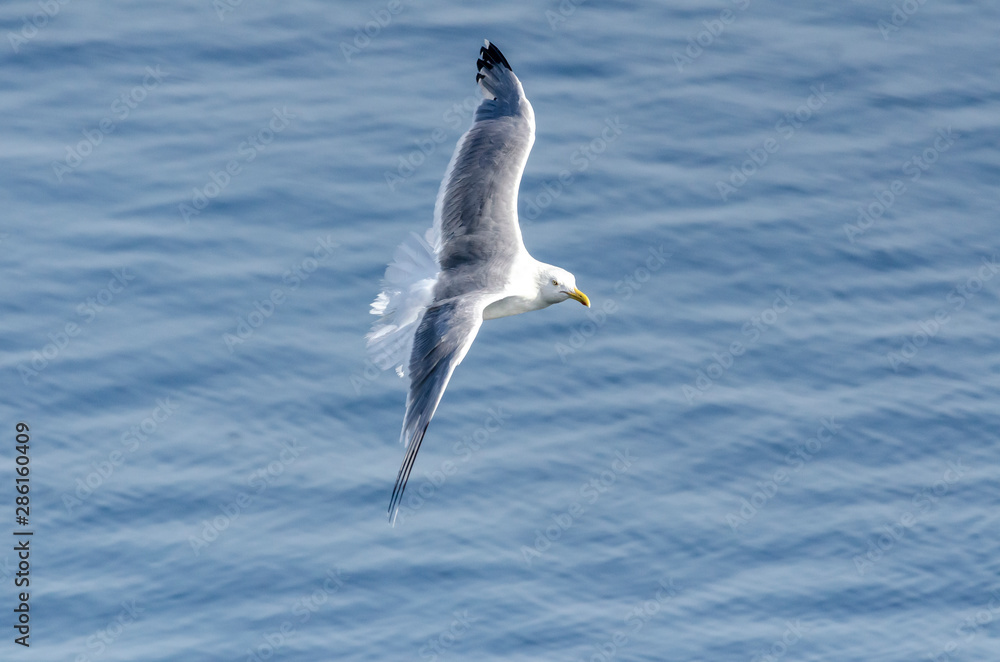 Fototapeta premium Herring Gull in banking turn