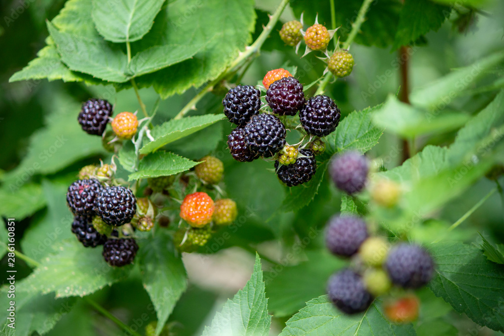 Black raspberry growing on the branch Black raspberry growing on the branch