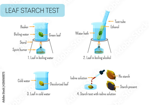 Leaf starch test. School scientific experiment proves photosynthesis in leaves.
