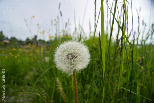 white fluffy dandelion in green grass