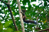 Brazilian squirrel photographed in Linhares, Espirito Santo. Southeast of Brazil. Atlantic Forest Biome. Picture made in 2012.