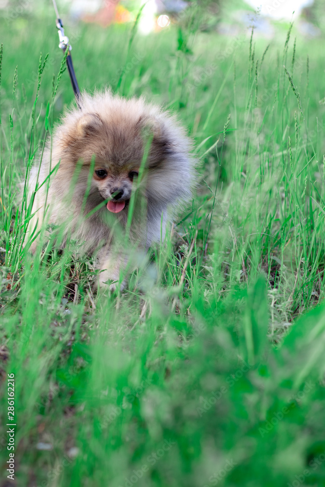 spitz on grass spitz on grass