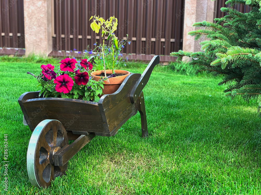 garden equipment wheelbarrow with flowers petunias