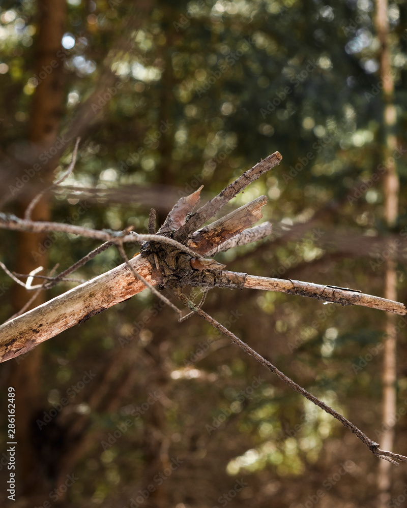 dragonfly on branch of tree dragonfly on branch of tree
