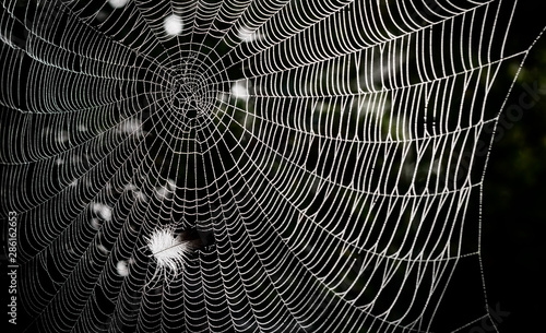 Spider net with a bird plumelet