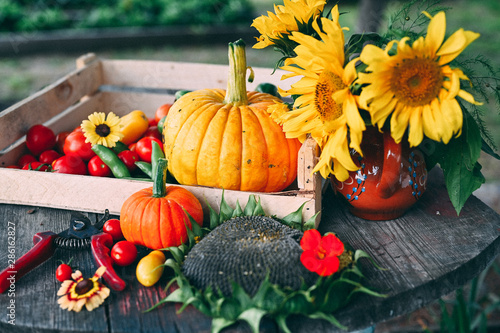 Obraz na plátně Summer still life of farm fresh vegetables - pumpkins, tomatoes, cucumbers, sunf