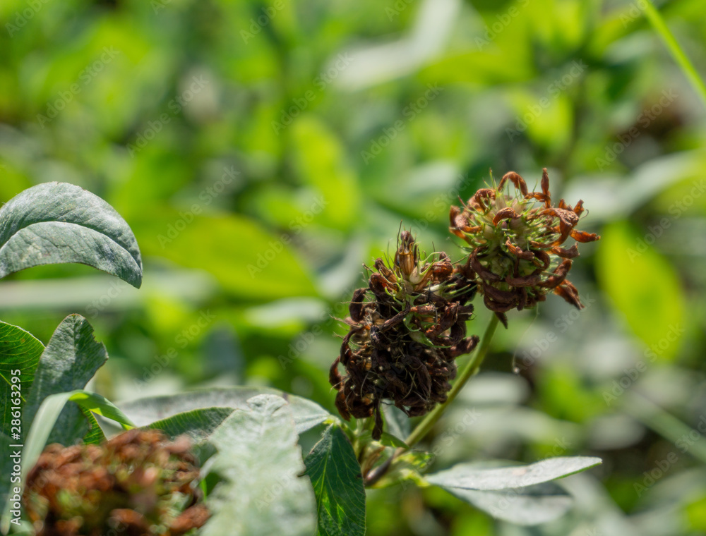 Obraz premium brown flowers in a field
